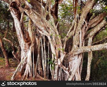 A Big Tropical Root Tree