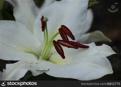a big white tiger lily in closeup