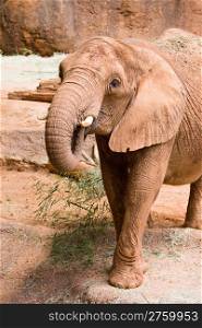 A big wild African elephant. Atlanta zoo, Georgia, USA