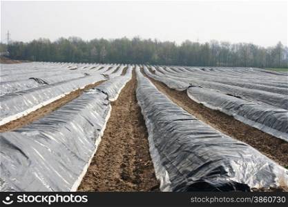 a big, with, foil-covered asparagus field