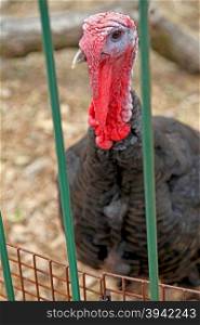 A bird, a turkey behind some bars