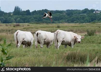 A bird flying over some cows in a field