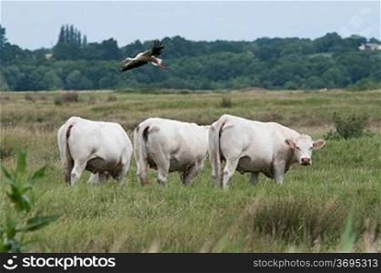 A bird flying over some cows in a field