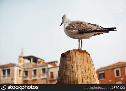 a bird gull sits on a log against the backdrop of Venetian houses