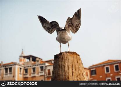 a bird gull sits on a log against the backdrop of Venetian houses