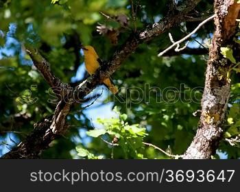 A bird in a tree
