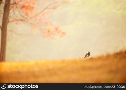 A bird in the golden grassland in morning light. Relaxation tropical landscape. Golden sunrise shines down around the grassland and colorful leaves of tropical trees backgrounds. UNESCO The World Heritage Site. Khao Yai, Thailand. Shallow dept of field. Copy space.