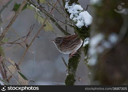 A bird in the snow