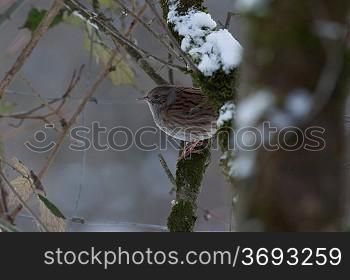 A bird in the snow