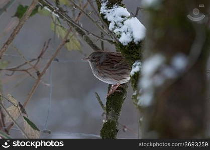 A bird in the snow