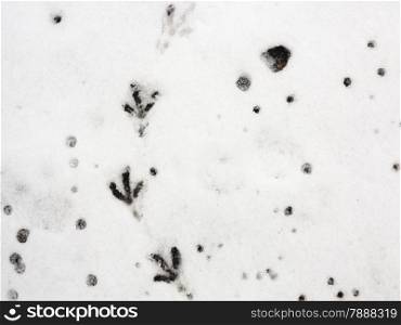 A bird trail in the fresh snow