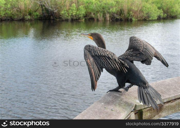 A bird trying to take off in the everglades