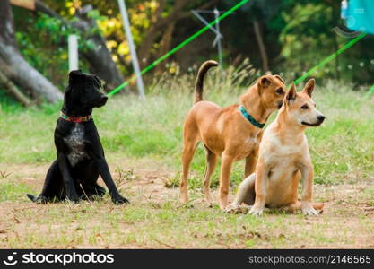 A black and brown Thai dog is on the lawn looking at attention.