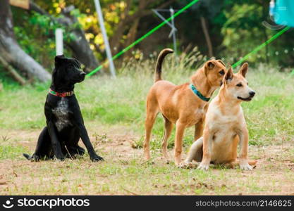 A black and brown Thai dog is on the lawn looking at attention.