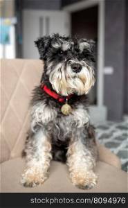 A black and silver schnauzer with an addressee on a red collar sits on a chair and looks away. A black and silver schnauzer with an addressee on a red collar is sitting on a chair