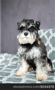 A black-and-silver schnauzer with an addressee on a red collar is sitting on the sofa. A purebred schnauzer of black and silver color with an addressee on a collar is sitting on the sofa