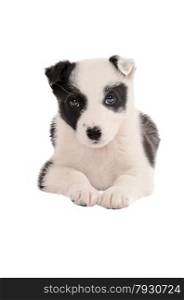 A black and white border collie puppy on white