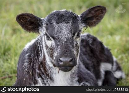 A black and white calf sitting on the ground in a green pasture staring directly ahead in regional Australia