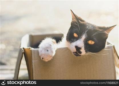 A black and white cat lying in a paper box with the morning sun shining.