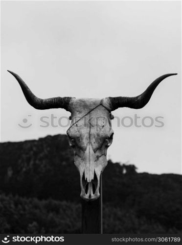 A black and white close up of a cow skull over a wooden trunk
