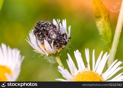 A black and white little scarab on a daisy clover flower