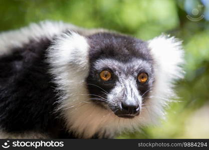 A black and white Vari Lemur looks quite curious.. A black and white Vari Lemur looks quite curious