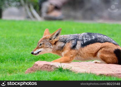 A black-backed Jackal (Canis mesomelas) running.