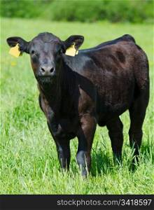 a black calf (meat breed) at a summer meadow