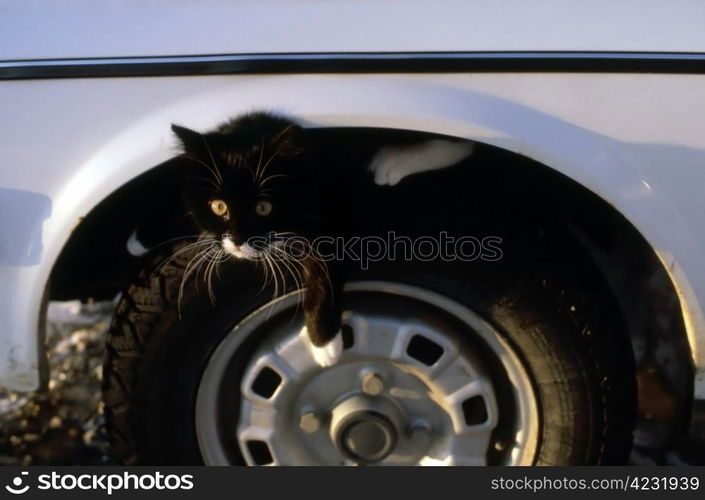 A black cat is sitting on wheel of a car