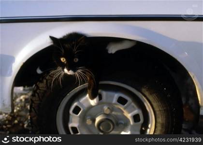 A black cat is sitting on wheel of a car