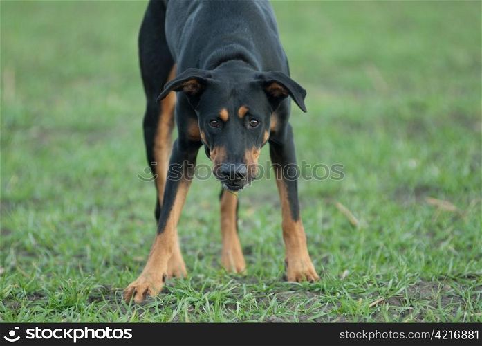 a black doberman looking straight in the camera
