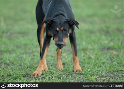 a black doberman looking straight in the camera