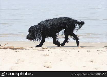 a black dog looking at in the surf