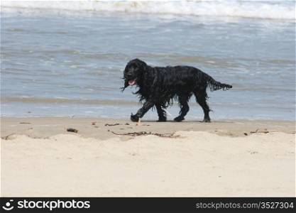 a black dog playing in the surf