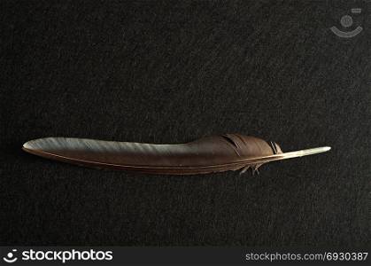 A black feather displayed on a black background
