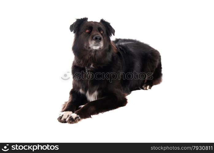 A black German Shephard / Boarder Collie mix laying down on white.