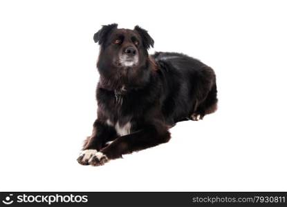 A black German Shephard / Boarder Collie mix laying down on white.