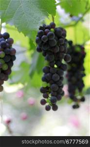 A Black Grape Bunch ready for harvest