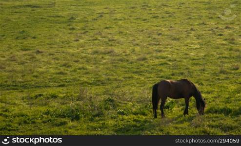 A black horse eating grass free