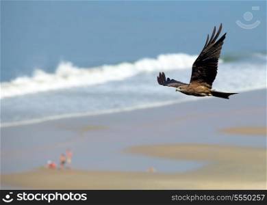 A black kite, Milvus migrans, soars above Varkala beach, while far below a family plays beside the sea.