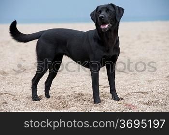 A black labrador on the beach