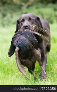 A black labrador retrieving a melanistic male pheasant