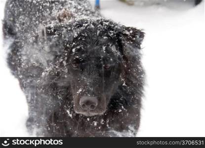 A black labrador Retriver mix in the snow.