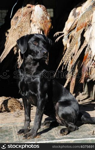 A black labrador sitting infront of dead pheasants