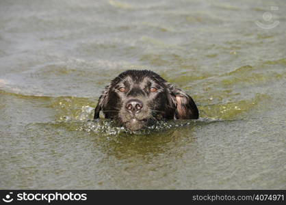 A black labrador swimming