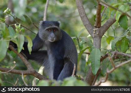A black monkey of color a park of Tanzania