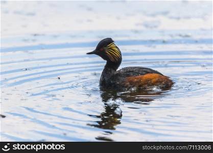 A black-necked grebe on a pond