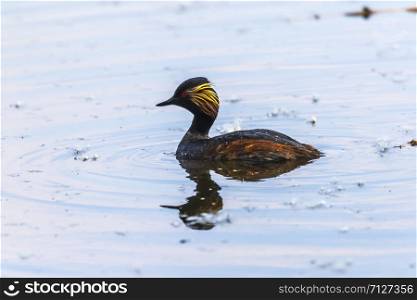 A black-necked grebe on a pond