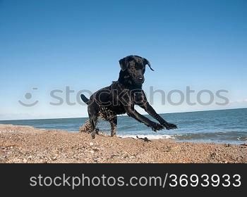 A black retriever by th beach