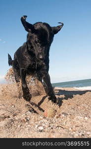 A black retriever by th beach